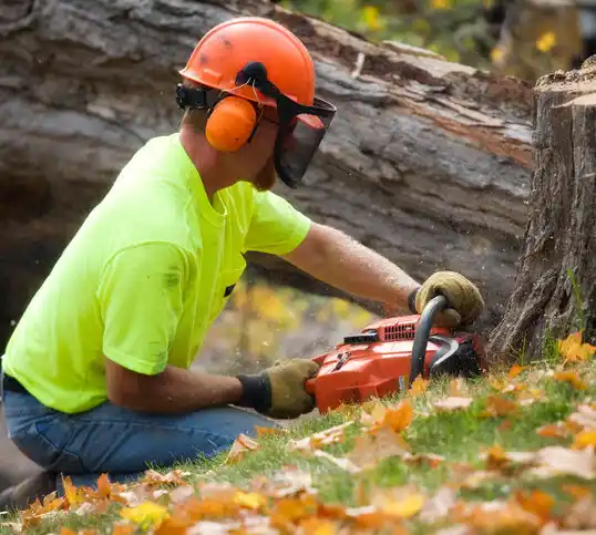 tree services Sparkill